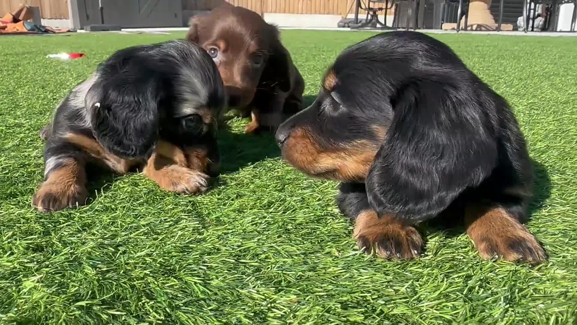 Miniature Dachshund dogs for sale: ✨MINI DACHSHUND LONG HAIR ✨👑 KC 👑 - Video 1
