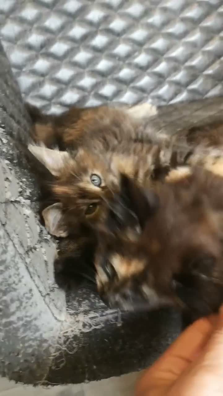 Maine Coon cats for sale: Tica, Health Checked Maine Coon kittens - Video 1