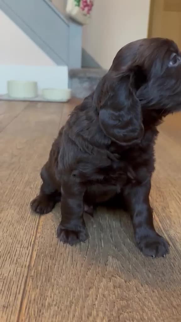 Mixed Breed dogs for sale: Cockadors for sale - Video 2