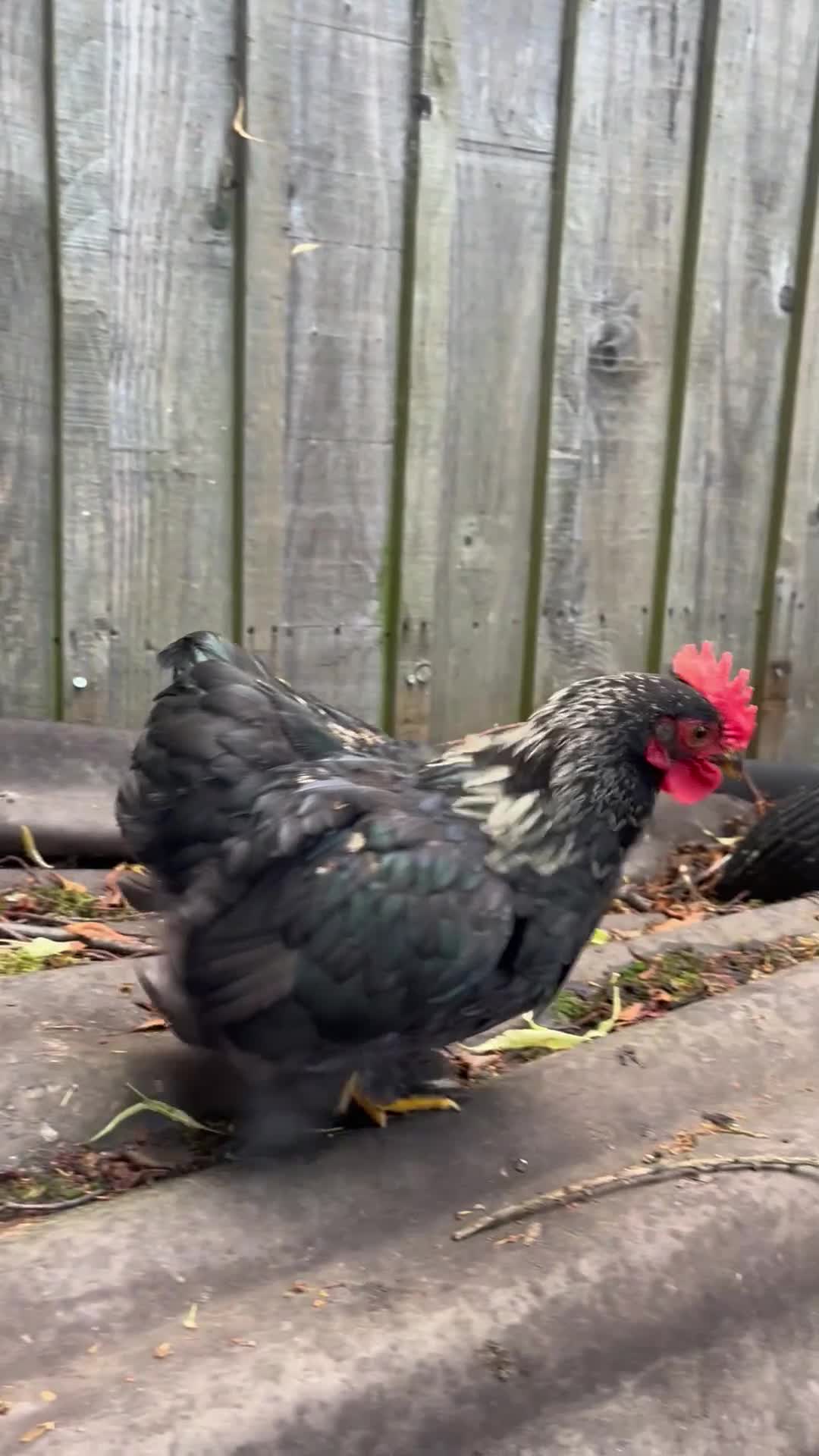 Chickens poultry for sale: Stunning black and gold Pekin Cockerel - Video 2