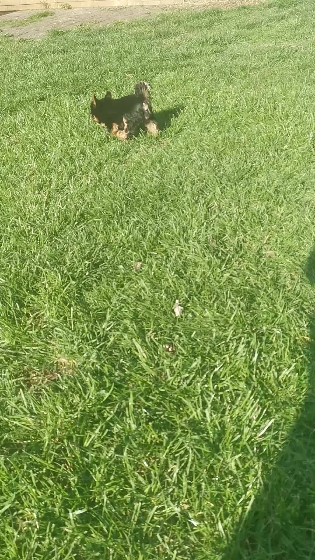 Yorkshire Terrier dogs for sale: Very small size girl and boy - Video 3