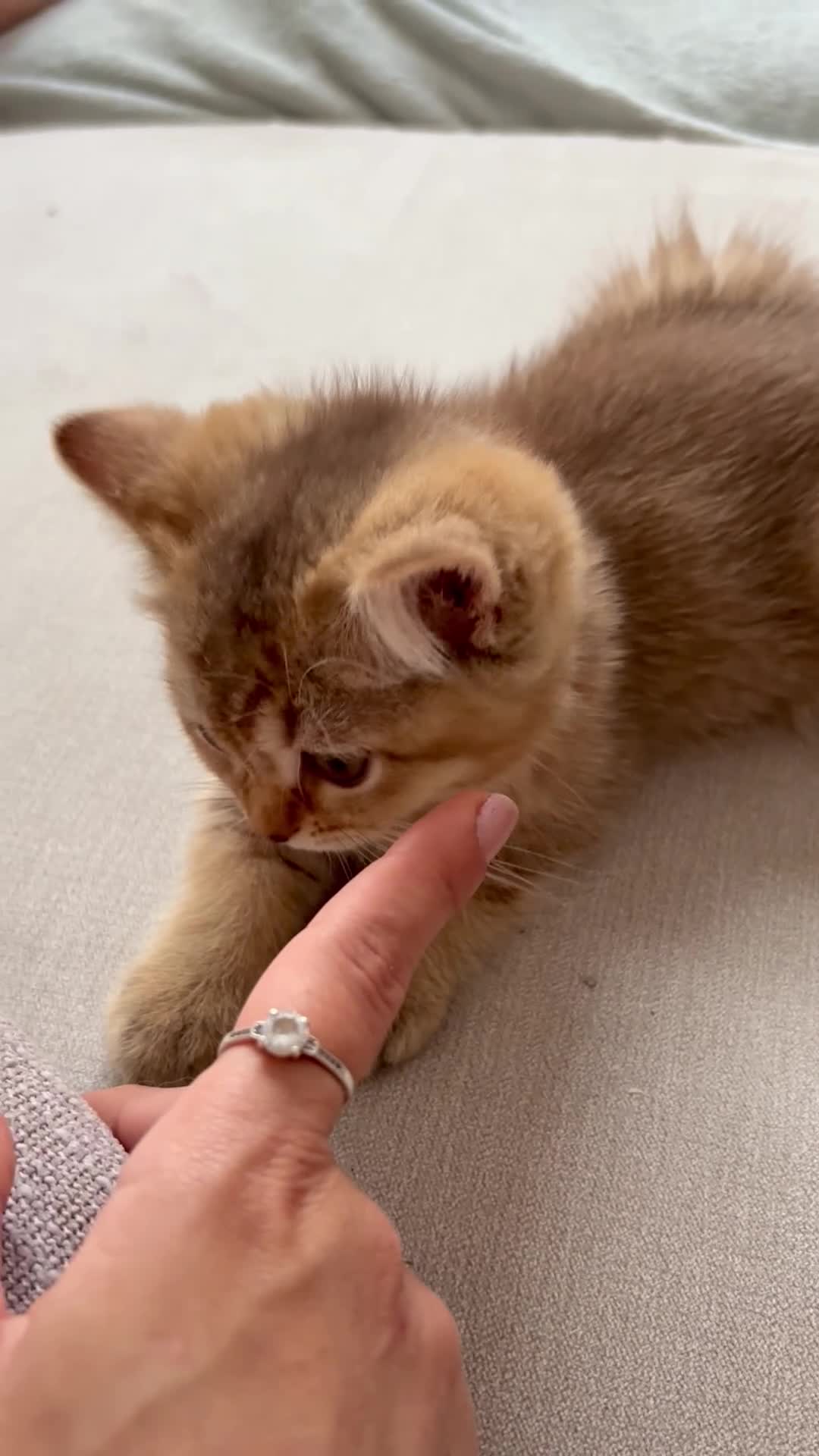 British Shorthair cats for sale: ✨Pedigree golden British shorthair chocolate lilac - Video 1