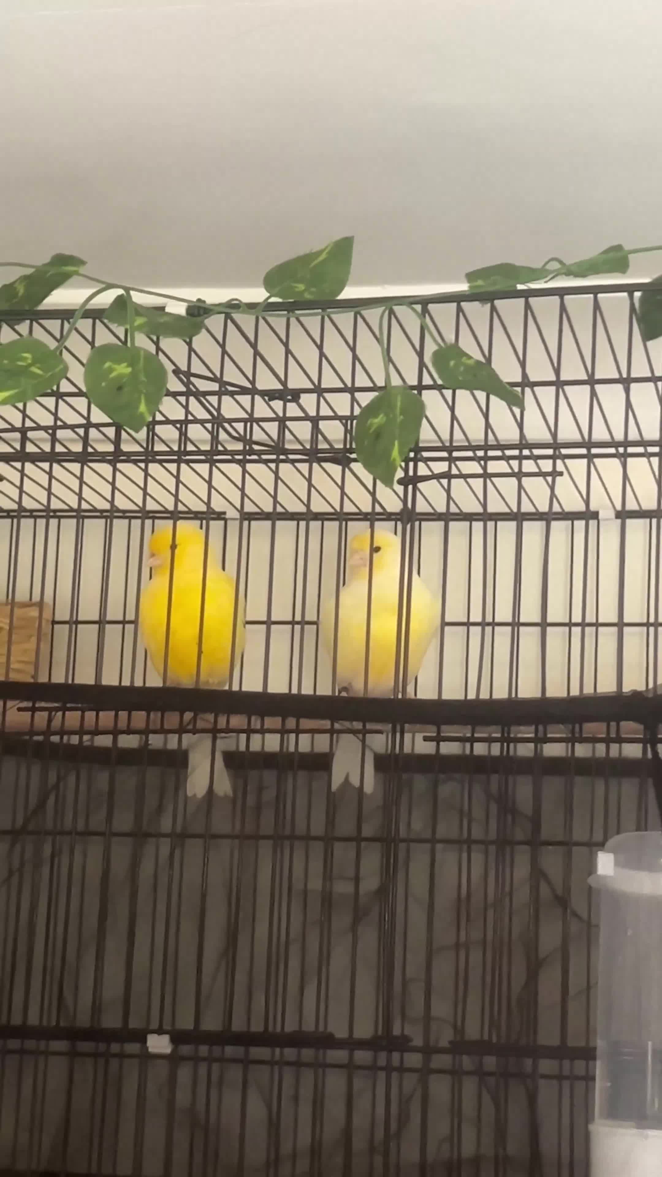 Canaries birds for sale: Canary pair for sale - Video 1