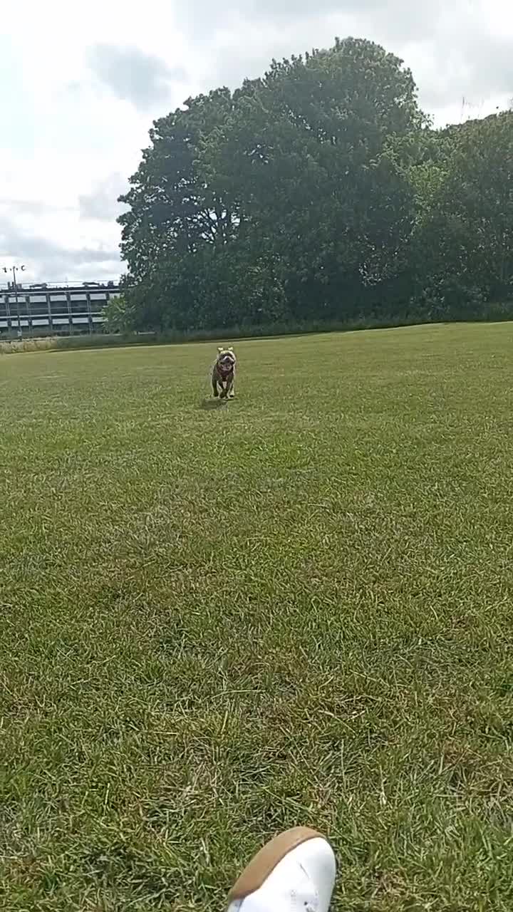 Mixed Breed dogs for sale: Elsie - Video 3