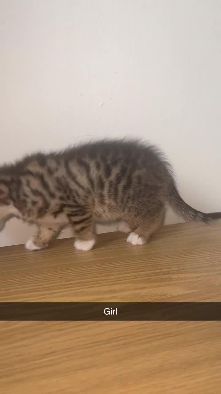 Bengal cats for sale: 3/4 Bengal 1/4 Tabby kittens in Shipley - Video 1