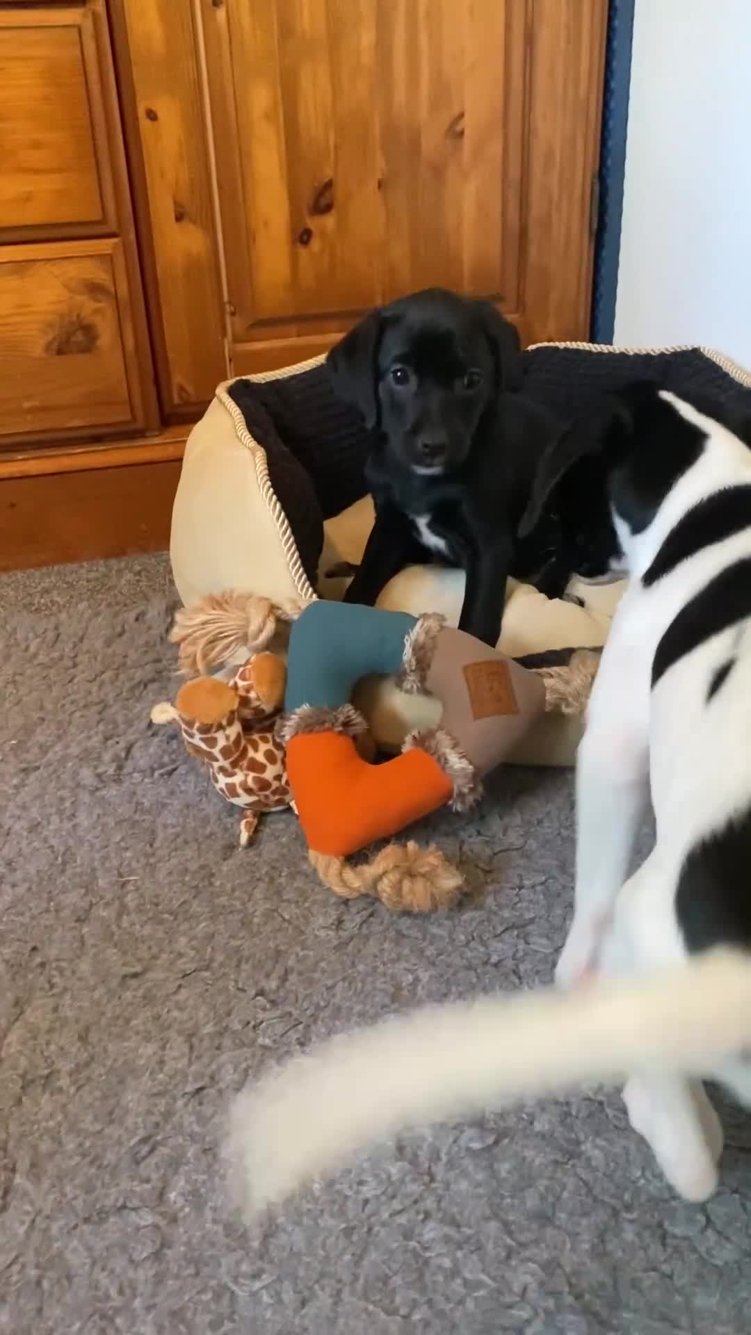 Springador dogs for sale: STUNNING SPRINGADOR PUPPIES  - Video 1