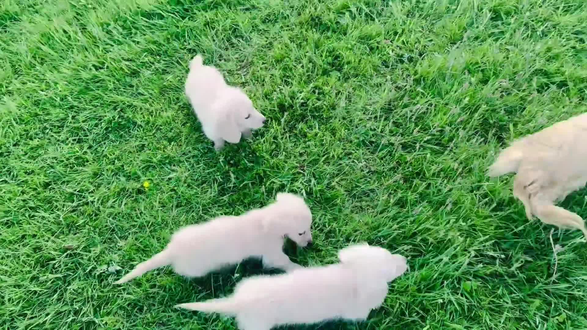 Miniature Dachshund dogs for sale: Cream/blonde long hair kc reg miniature dachshund  - Video 2