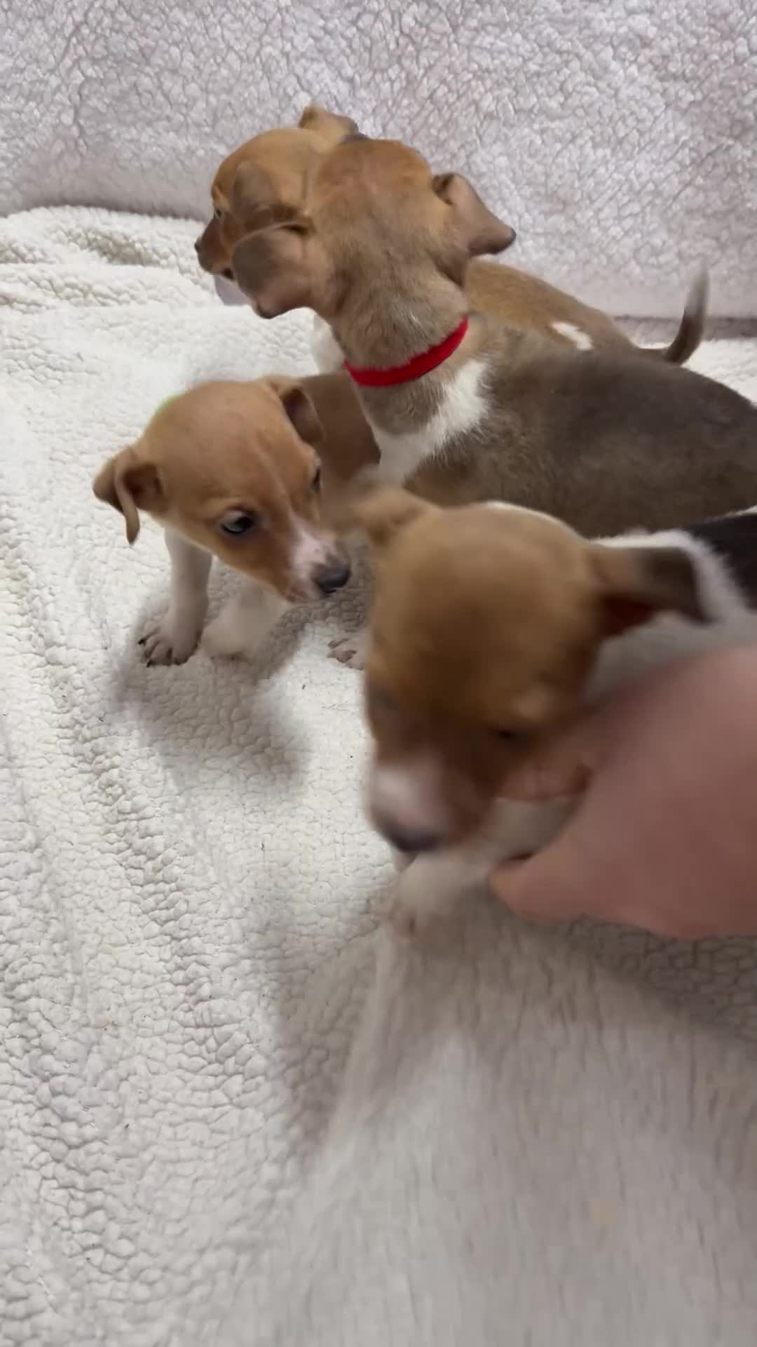 Jack Russell dogs for sale: 4 jack Russell puppies  - Video 1