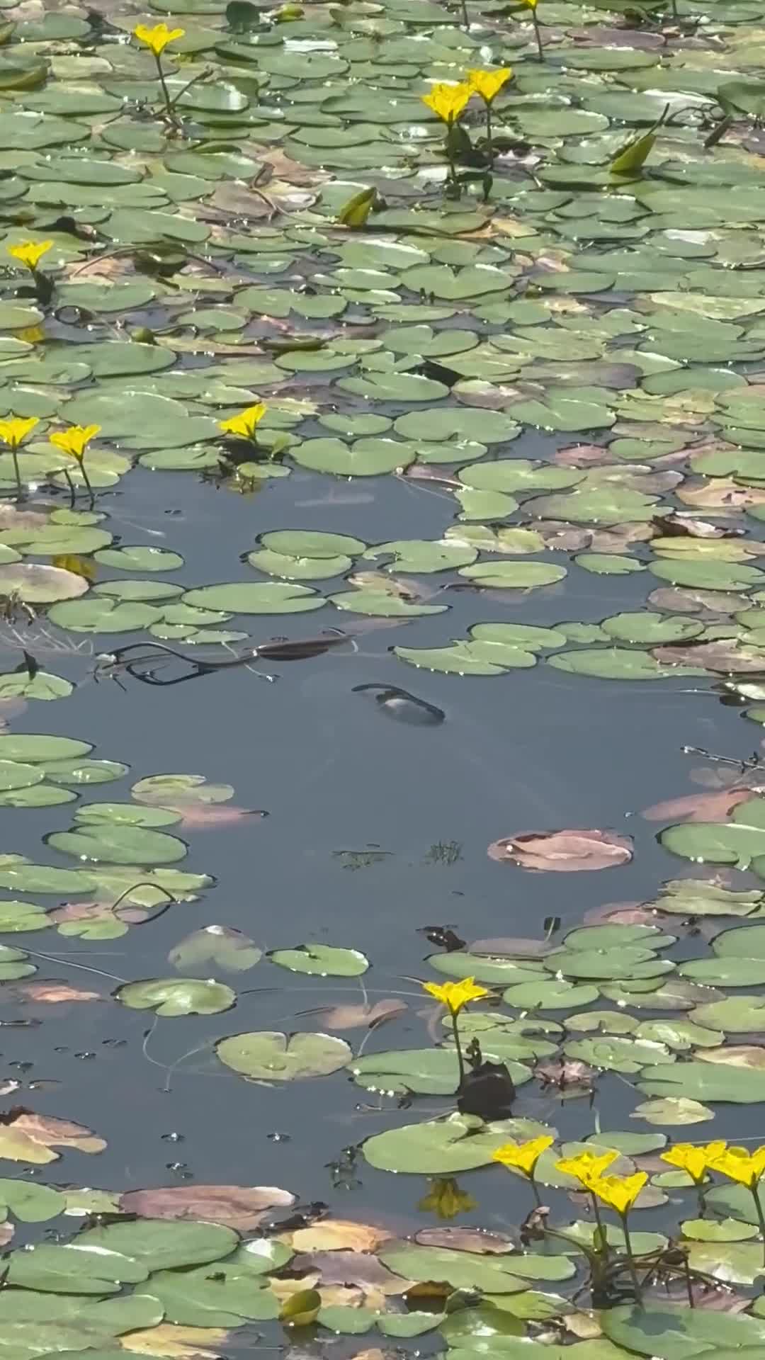 Koi Carp fish for sale: Pond closure  - Video 4