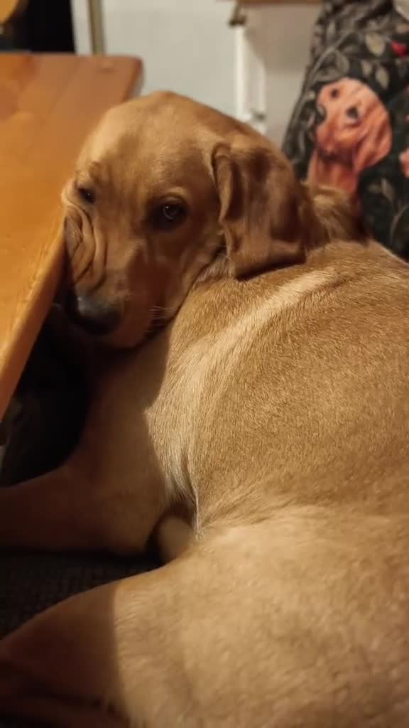 Labrador Retriever dogs for sale: Stunning Fox Red Labrador – 14 Months Old in Leigh - Video 1