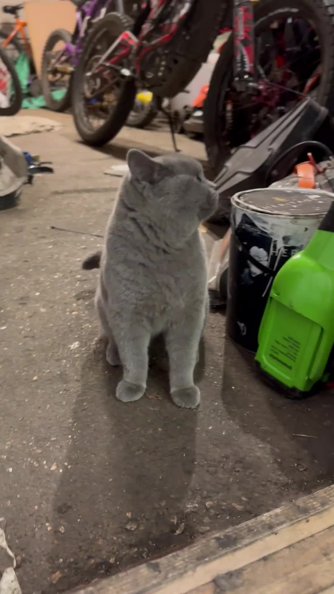 British Shorthair cats for sale: British shorthair lilac and blue - Video 4