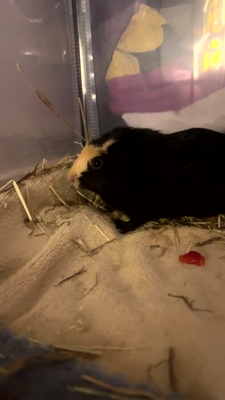 Guinea Pig rodents for sale: 2 female guinea pigs  - Video 2