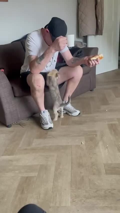 Mixed Breed dogs for sale: Jackhuahua boy 4monts old - Video 1