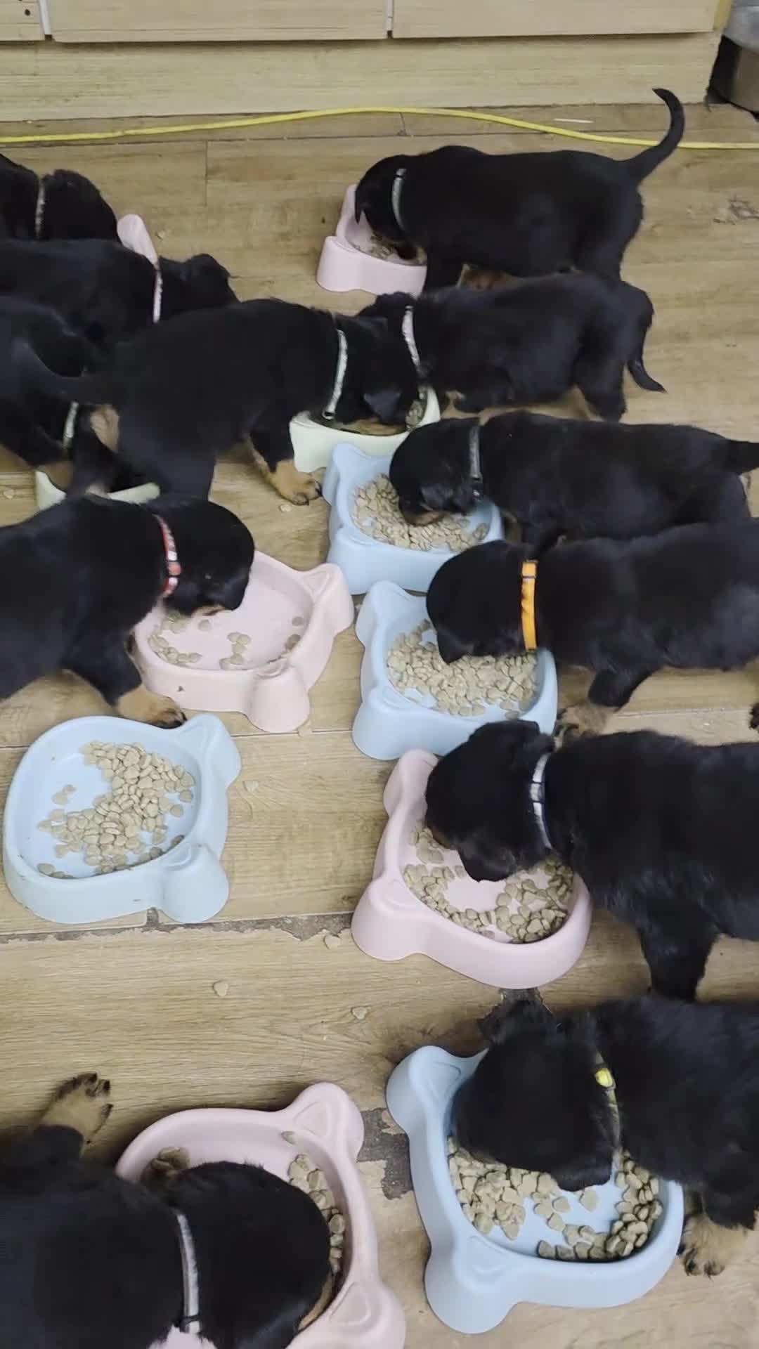 Rottweiler dogs for sale: Rottweiler puppies  - Video 1