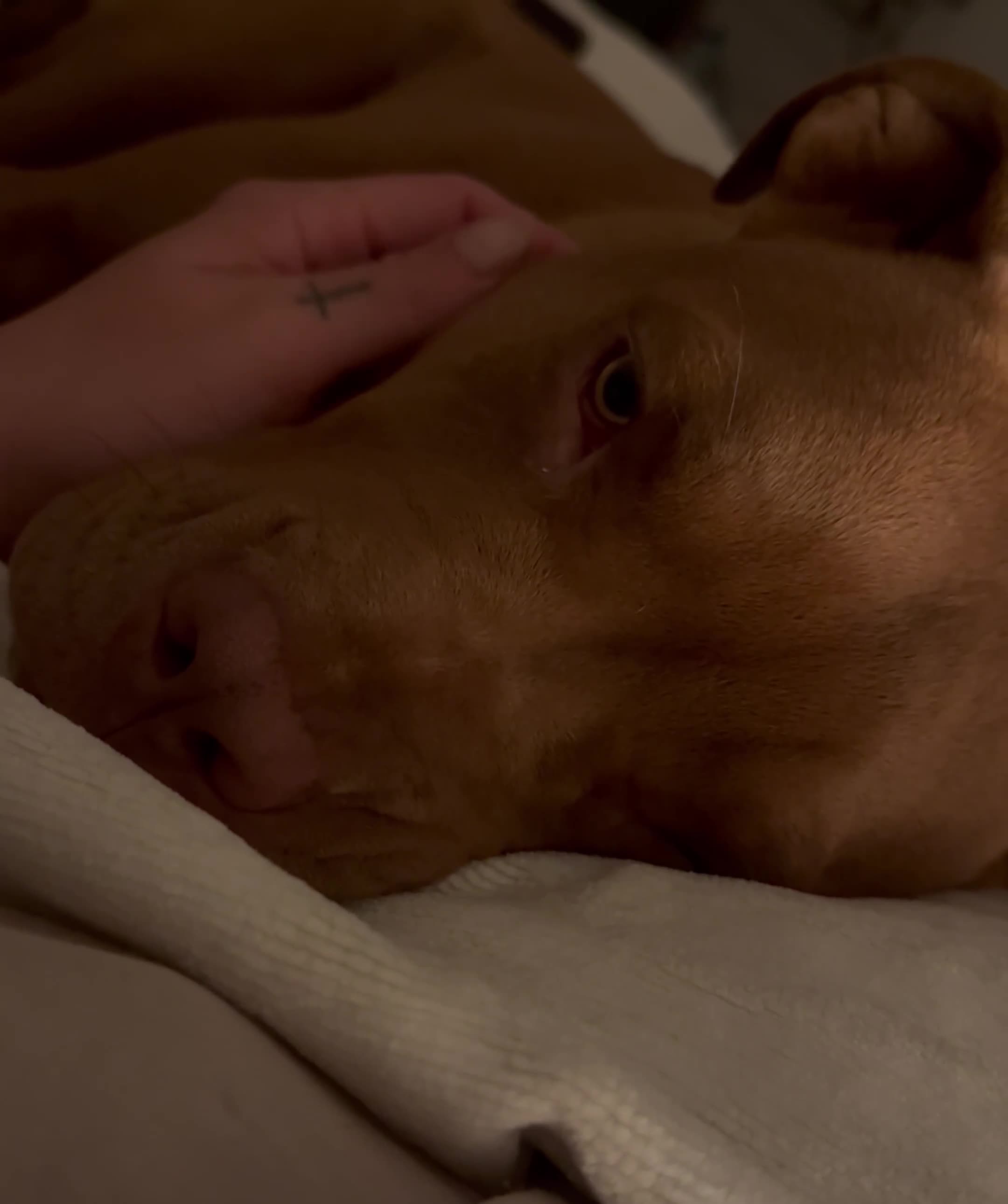 Mixed Breed dogs for sale: Seeking forever home for the sweetest girl  - Video 2