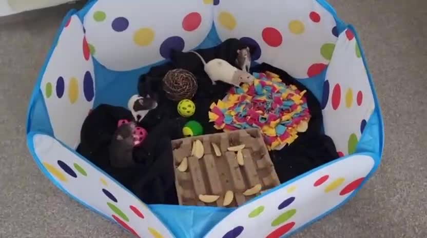 Rat rodents for sale: Four lovely Brothers for Rehoming - Video 1