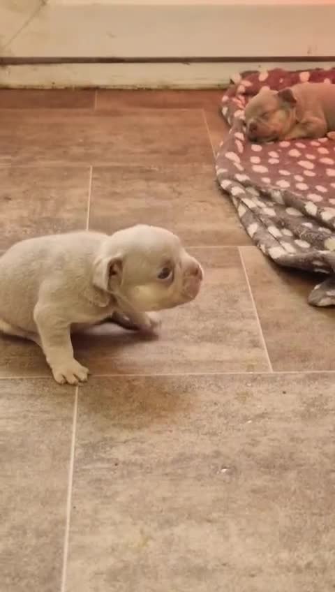 French Bulldog dogs for sale: French bulldog puppies ready to leave in 1 week - Video 1