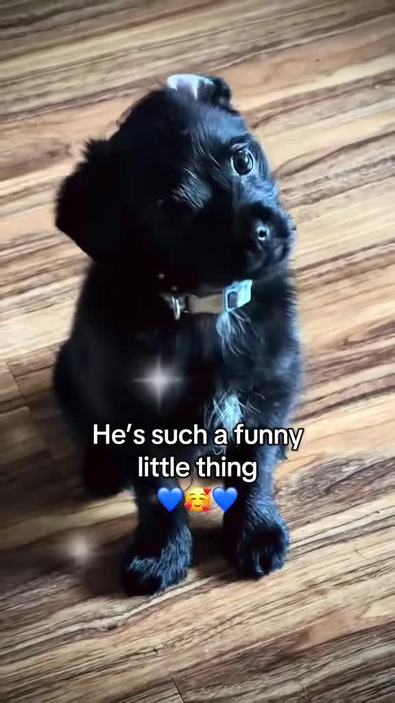 Mixed Breed dogs for sale: Lovely little Denzel - Video 2