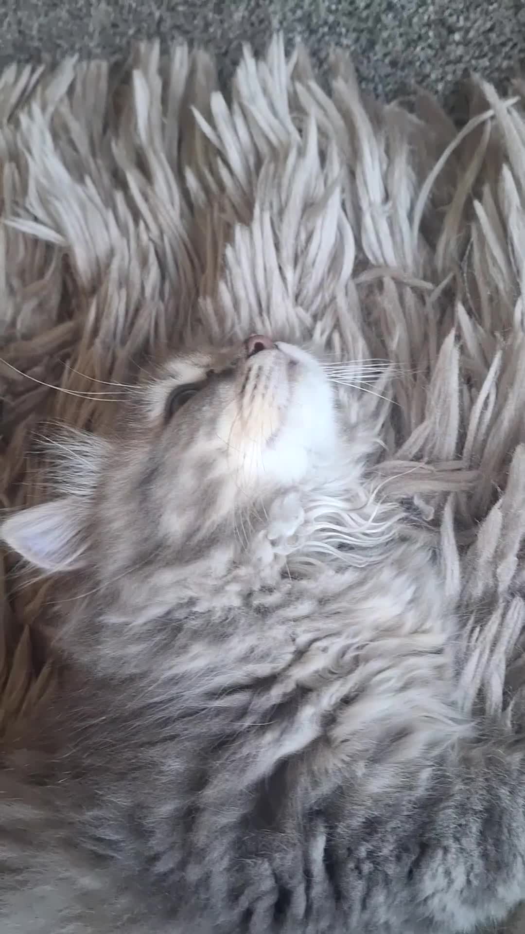 British Longhair cats for sale: Pure bred british long haired grey girl - Video 1