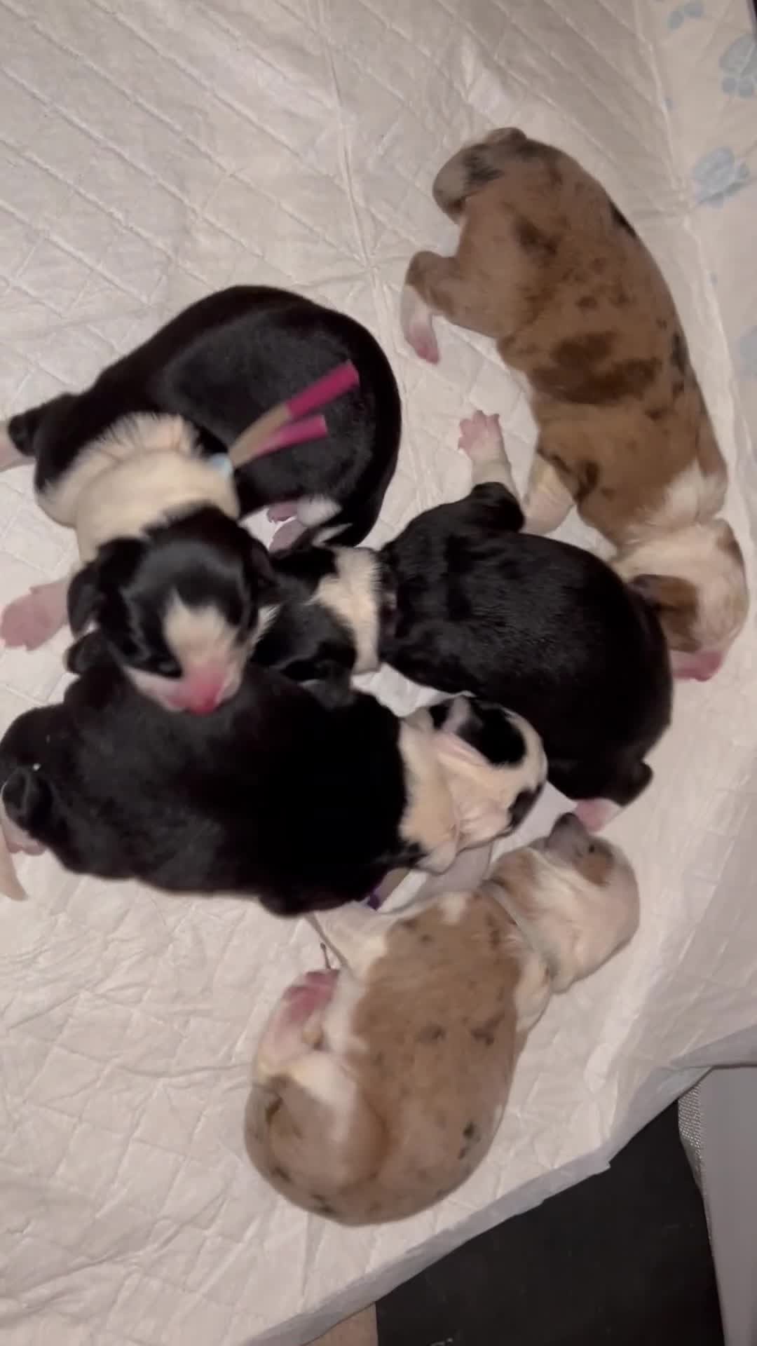 Border Collie dogs for sale: Stunning Border Collie Pups - Video 1