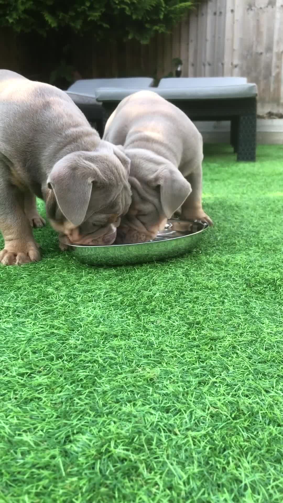 Olde English Bulldogge dogs for sale: 07496730941 - only 1 boy remaining  - Video 3