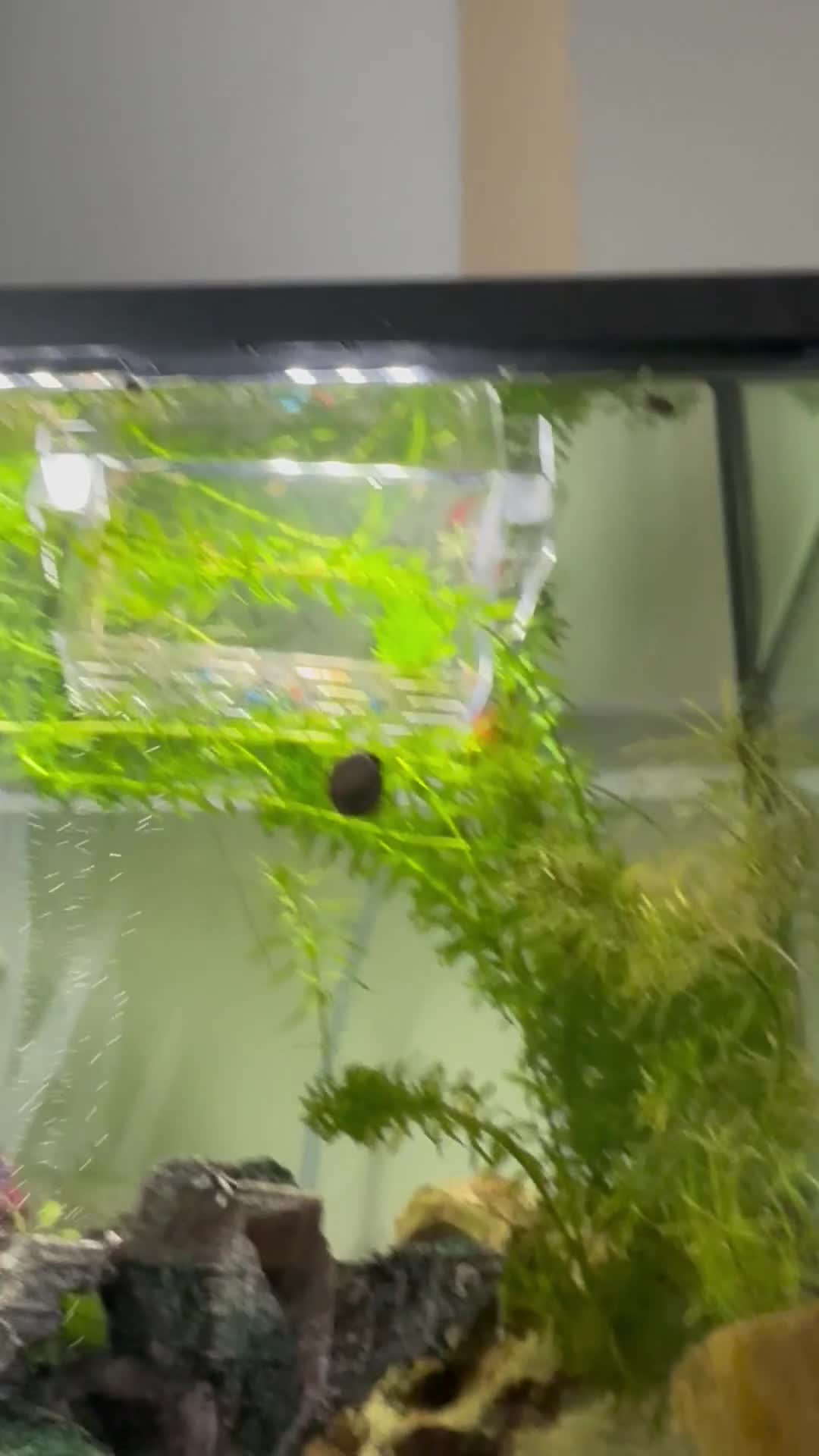 Platies fish for sale: Baby Platies for Sale in Newton Abbot - Video 1