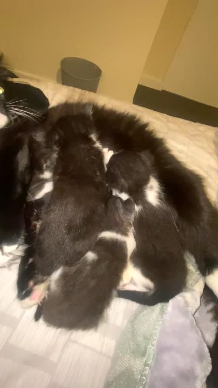 Domestic Shorthair cats for sale: Adorable Black & White Kittens  - Video 1