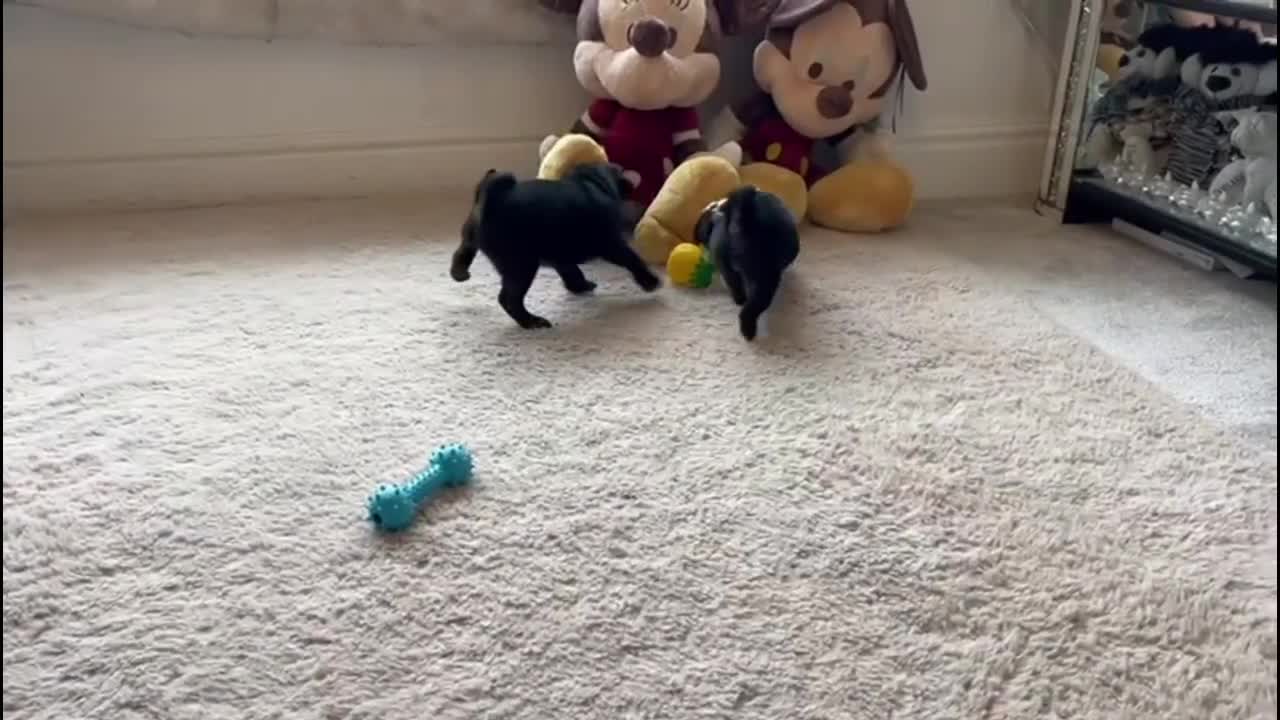 Pug dogs for sale: Ready for their forever homes Stunning Pug Puppies in Leeds - Video 1