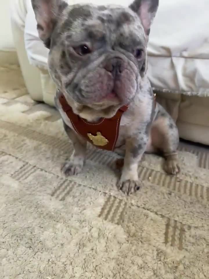 French Bulldog dogs for sale: stunning french bulldogs - Video 5