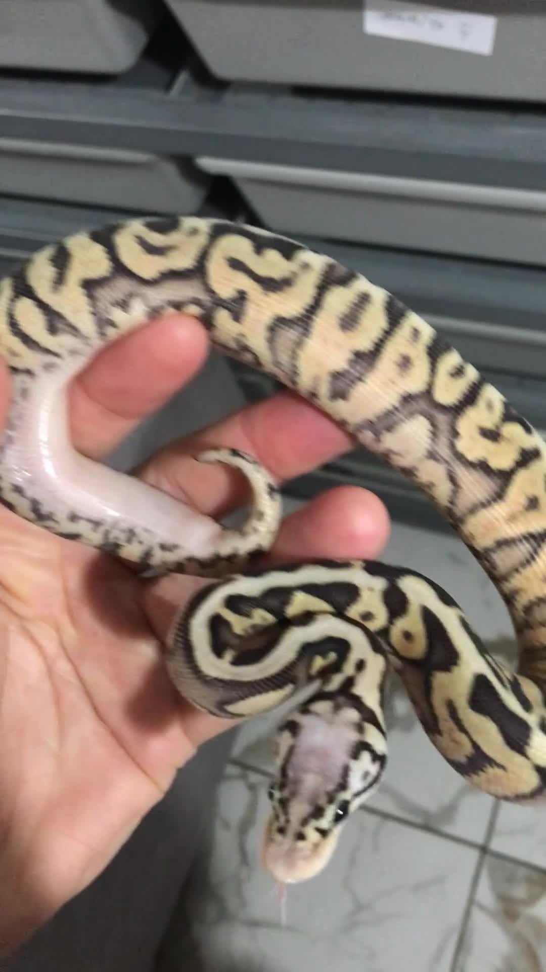 Python Snake reptiles for sale: Ball pythons both sexes  in Peterlee - Video 2