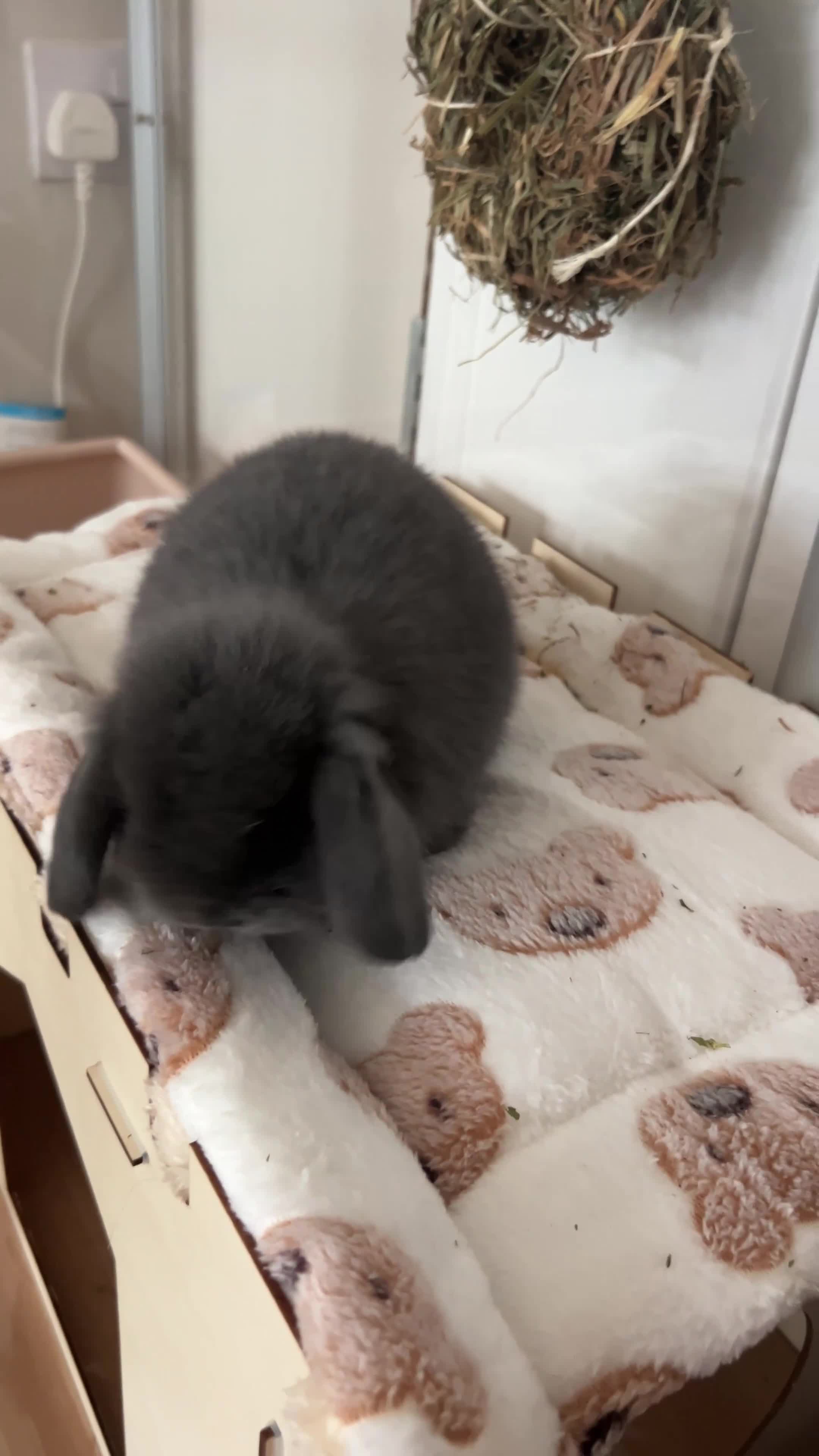 Mini Lop rabbits for sale: Beautiful grey mini lop baby boy  - Video 1