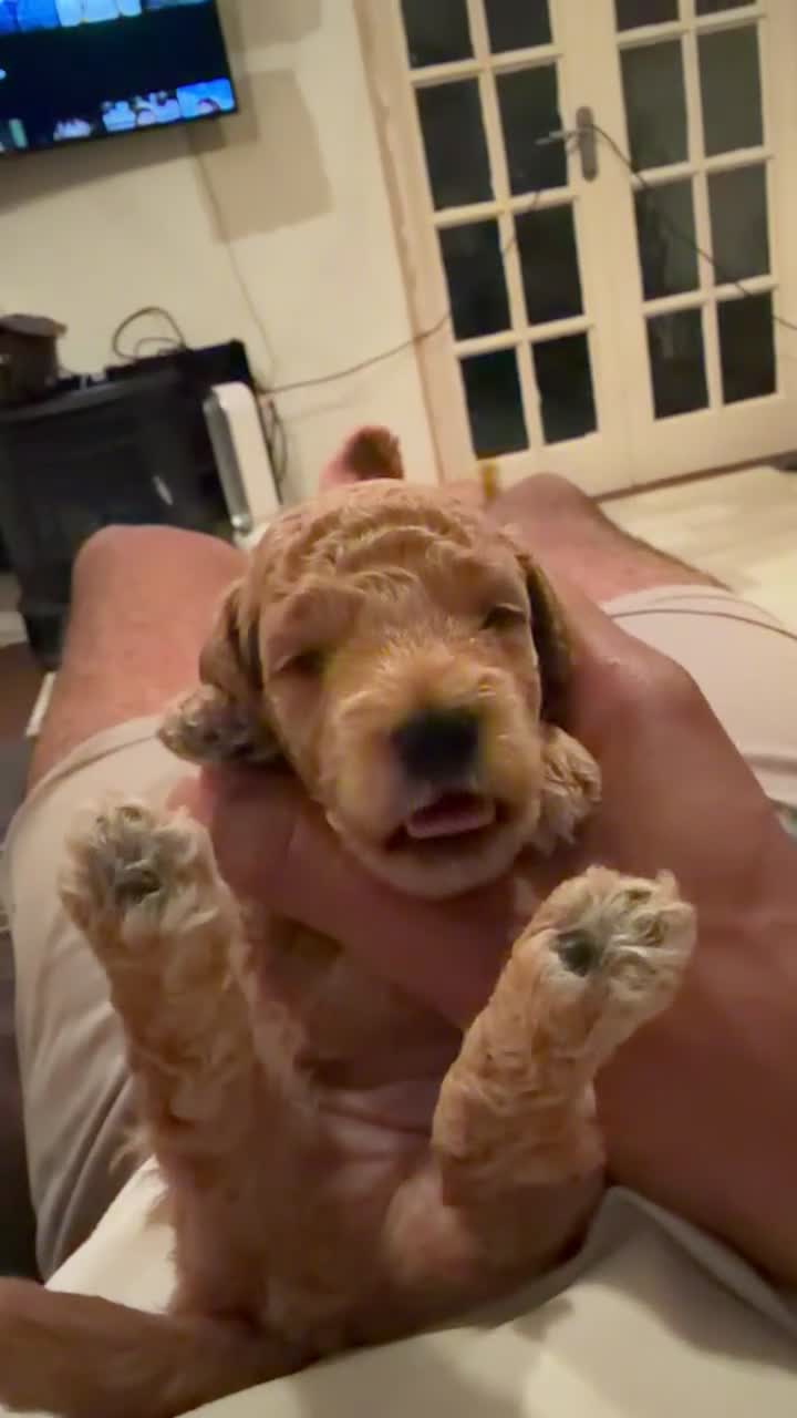 Toy Poodle dogs for sale: STUNNING TOY POODLE in Northampton - Video 1
