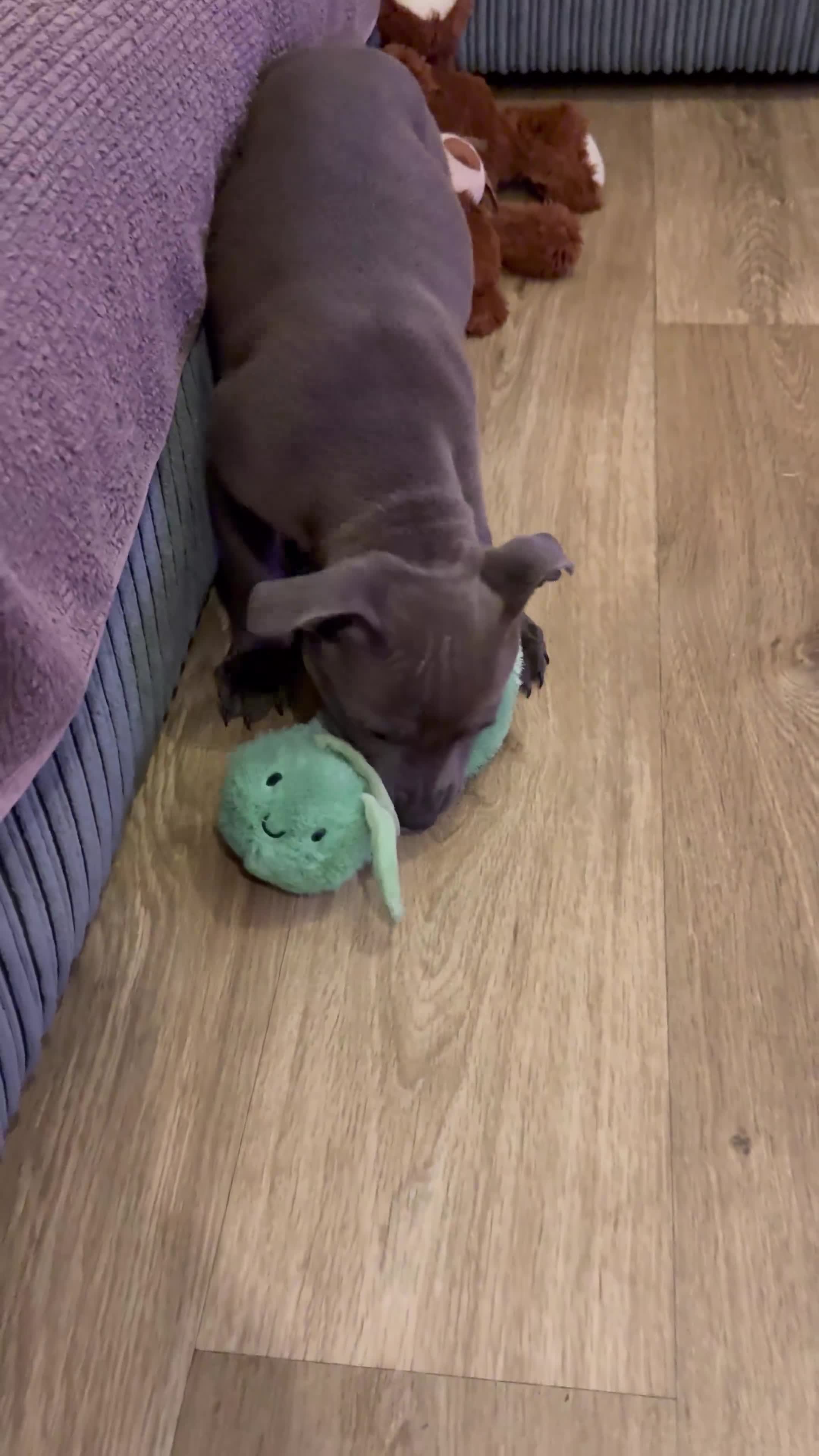 Staffordshire Bull Terrier dogs for sale: Tyson 🐾 The Blue Staff - Video 2