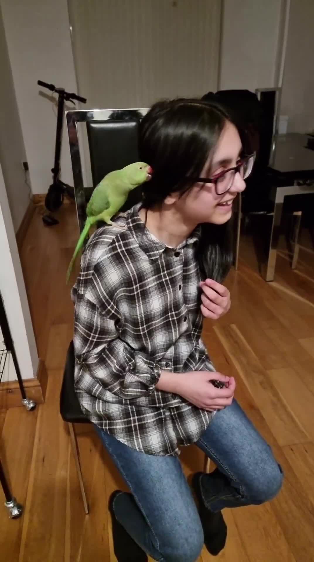 Parrots birds for sale: Indian Ringneck talking parrot + Cage + Toys - Video 4