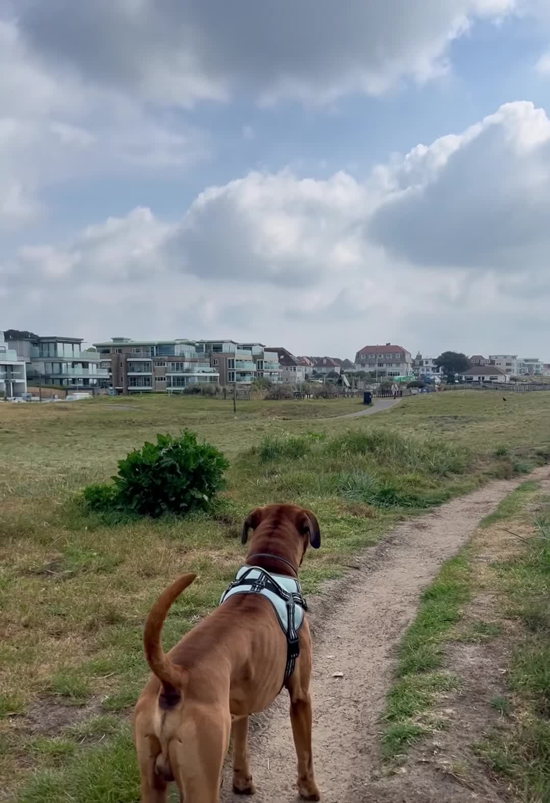 Boxer dogs for stud: Handsome Purebred Boxer – Puppy Back Deal Offered - Video 1