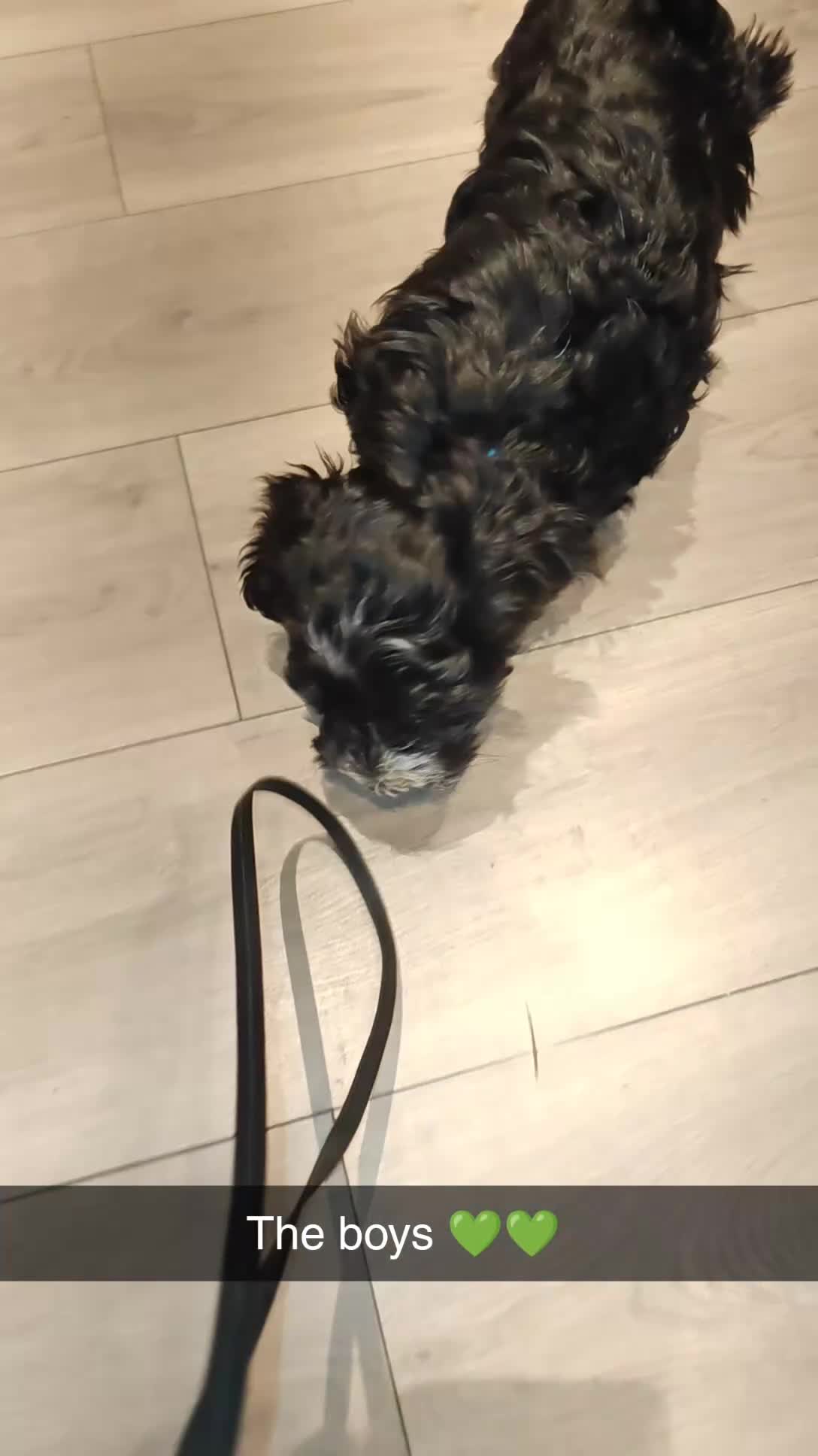 Havanese dogs for sale: Beautiful litter of pedigree havanese for sale - Video 4