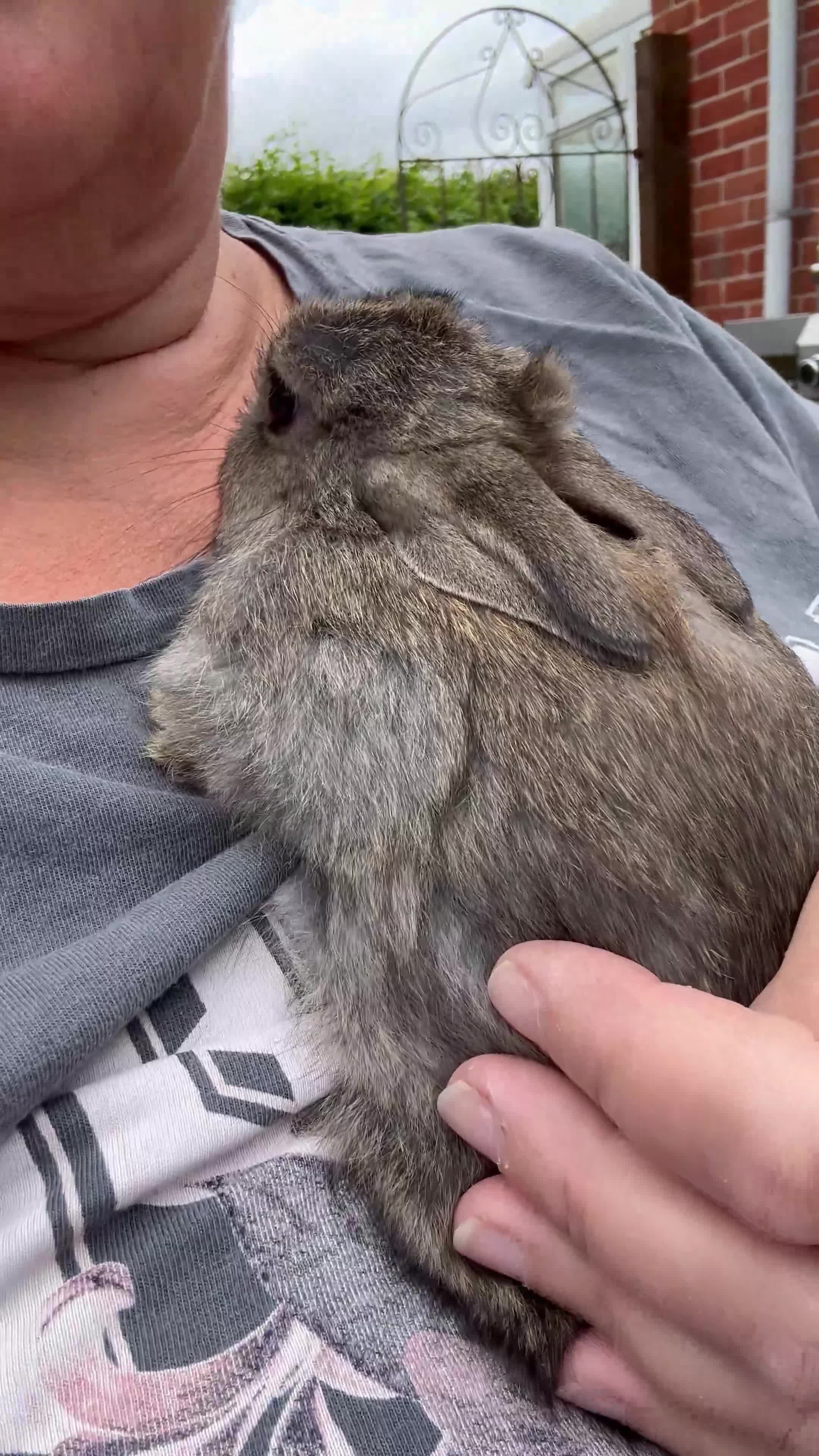 Netherland Dwarf rabbits for sale: Agouti Netherland Dwarf - Video 2