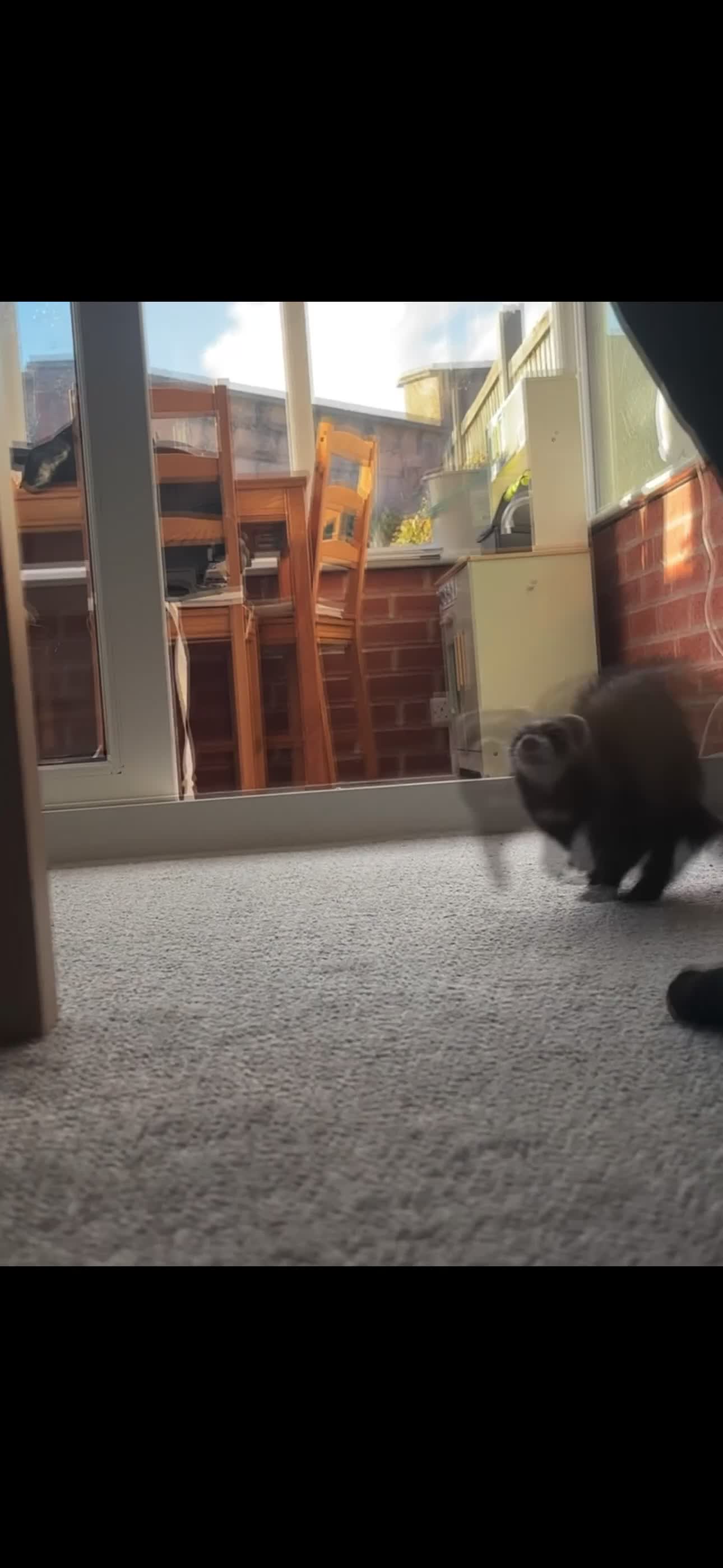 Ferret rodents for sale: 13 week old Female Ferret - Video 2