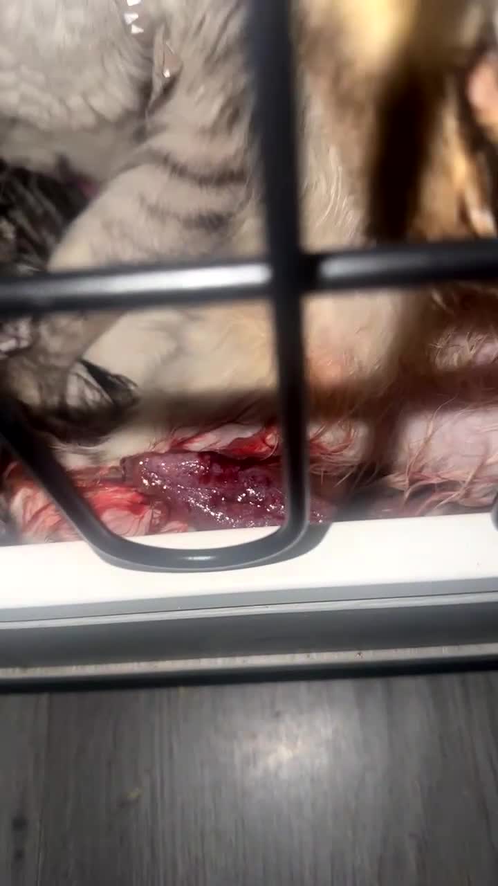 Maine Coon cats for sale: MAINE COON X BSH KITTENS - Video 1