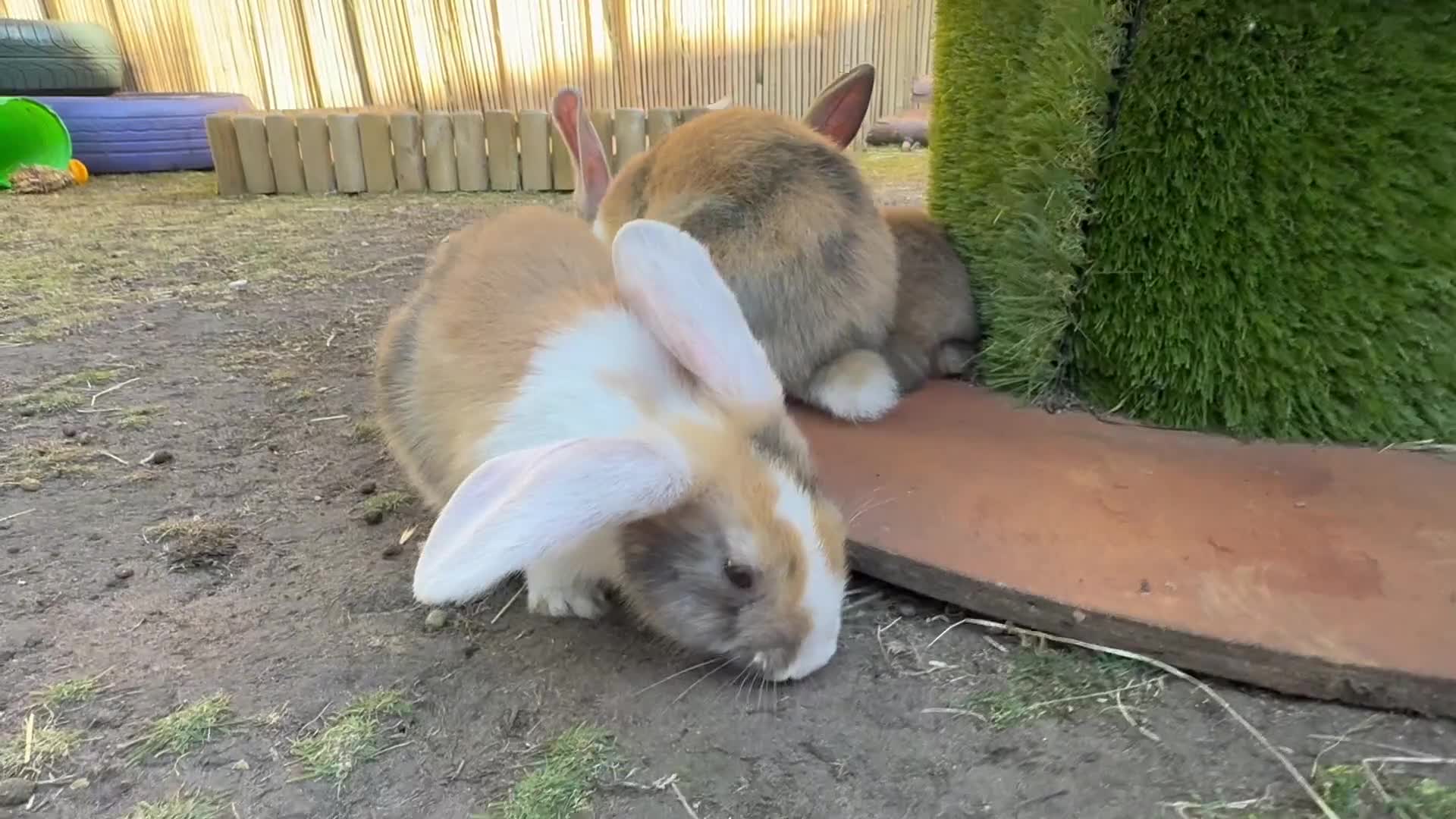 Mixed Breed rabbits for sale: Rabbits for sale - Video 1