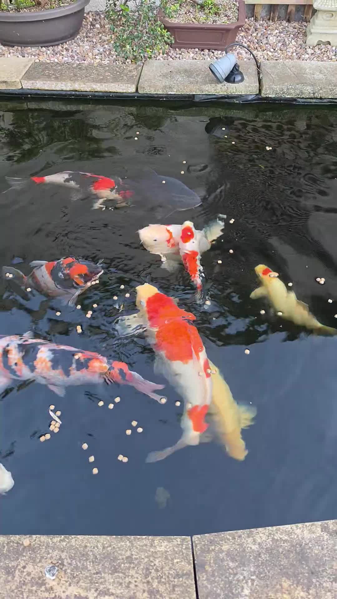 Koi Carp fish for sale: Various koi in Radstock - Video 1