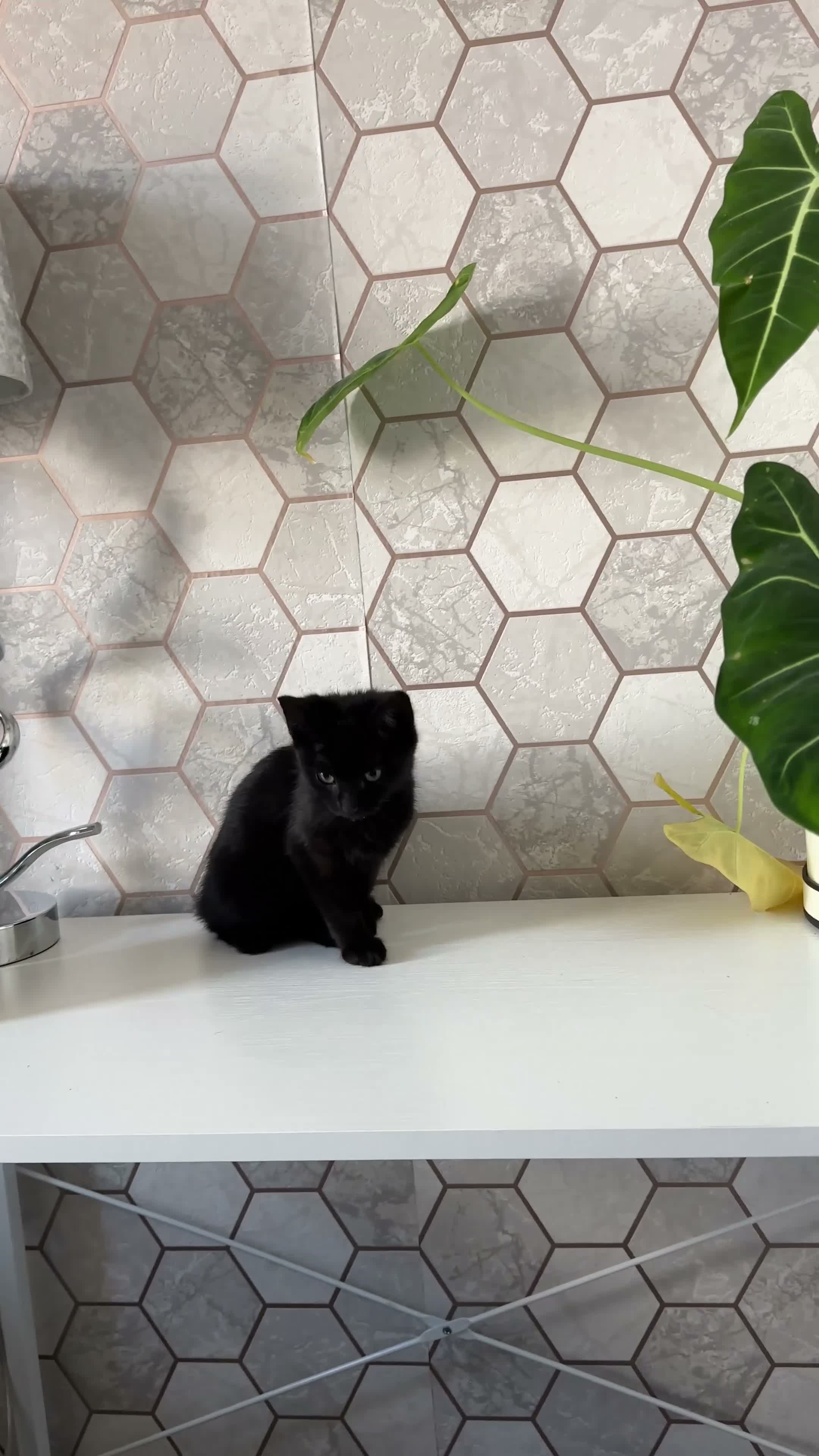 Russian Blue cats for sale: Russian blue cross with BSH in London - Video 1