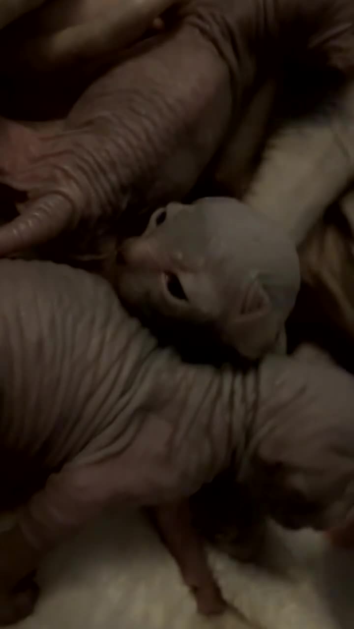 Sphynx cats for sale: Sphynx females extra wrinkly  - Video 1
