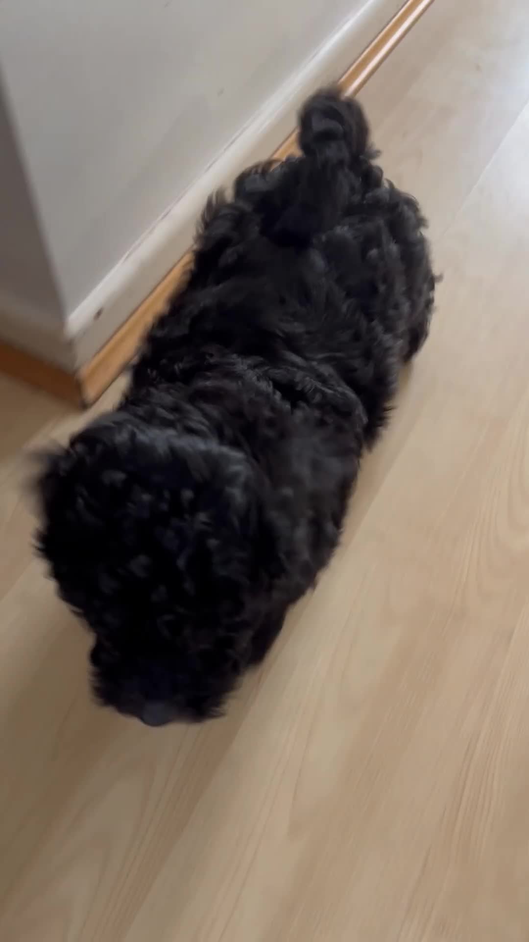 Poochon dogs for sale: 1 poochon girl available ready to leave  - Video 1