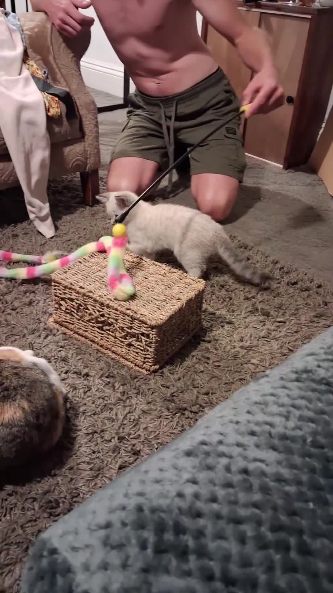 Mixed Breed cats for sale: Male kitten - Video 2