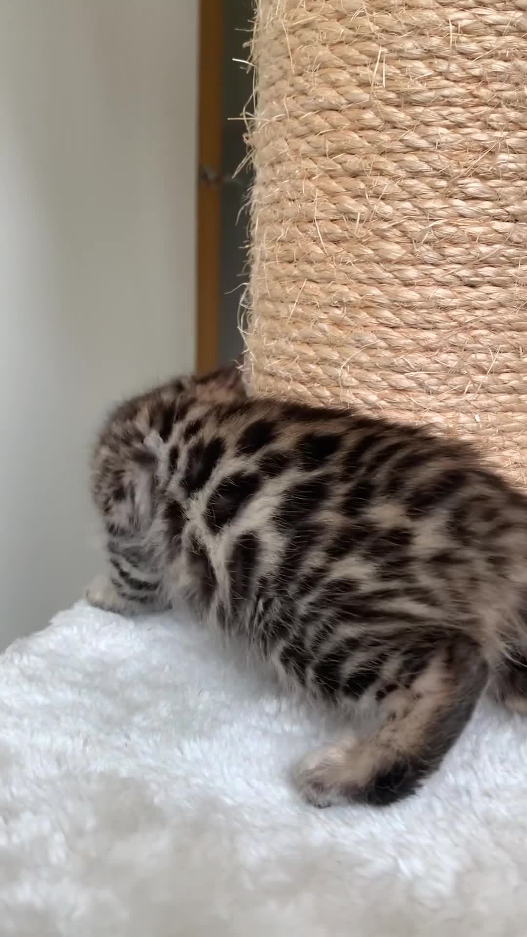 Bengal cats for sale: Best Bengal kittens in the U.K.  - Video 3