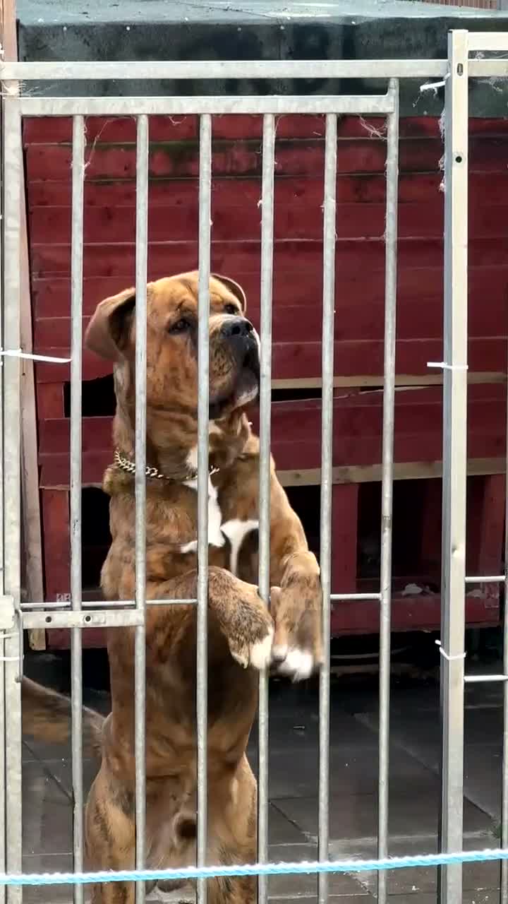 Mixed Breed dogs for sale: Presa canario x nepolyen mastiff  - Video 2