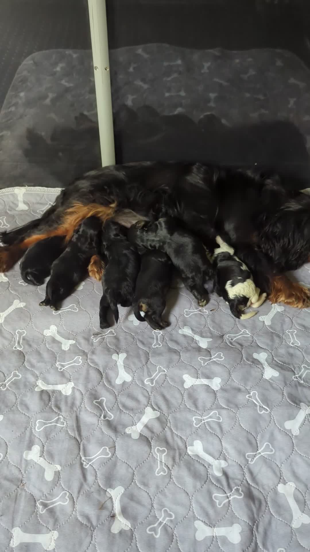 Cavapoo dogs for sale: Tiny F1 Cavapoos - Video 1