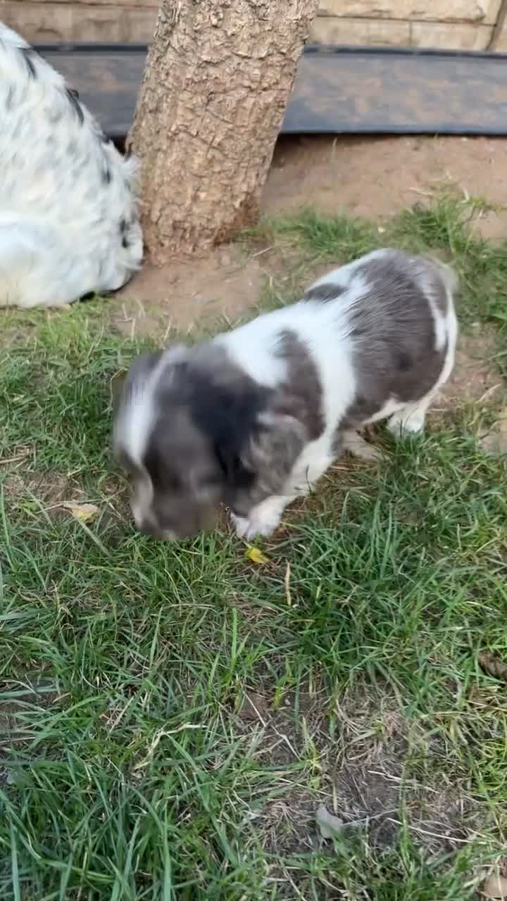 Sprocker dogs for sale: Sprocker puppies  - Video 1