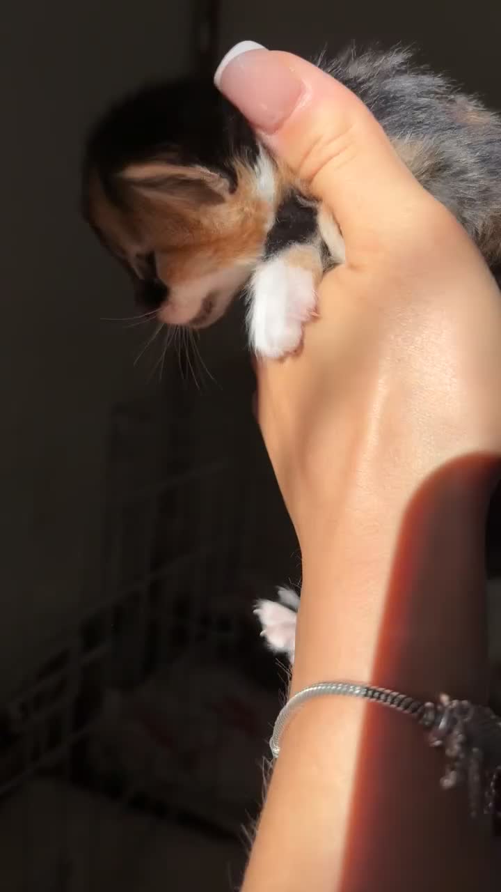 Mixed Breed cats for sale: Mixed tabby kittens in Saint Leonards-on-sea - Video 1